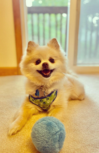 Trendmerce Actieve zelf-rollende bal | inclusief 4 kleuren |