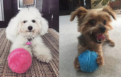 Trendmerce Actieve zelf-rollende bal | inclusief 4 kleuren |